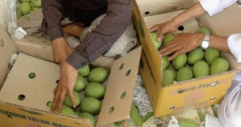 mangoes Mango Pride : EU Ban is bureaucracy going bananas Indian Mangoes 351x185